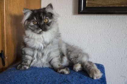 Perserbabys Katzenbabys mit Nase wunderschön verspielt und verschmus