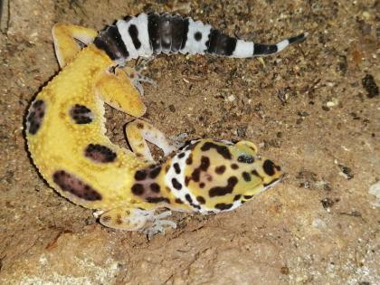 Leopardgeckos 1 Männlein 2 Weiblein sowie 1 weibliches Jungtier