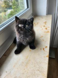BKH BLH Kitten Kätzchen Stammbaum geimpft entwurmt