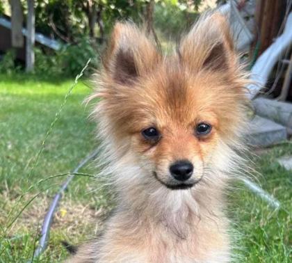 Prosciutto - lieber Pomerian-Mix Welpe