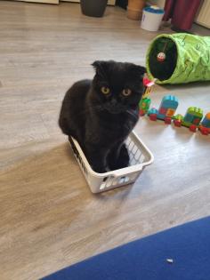 Deckkater scottish fold