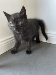BKH Kitten Babykatzen