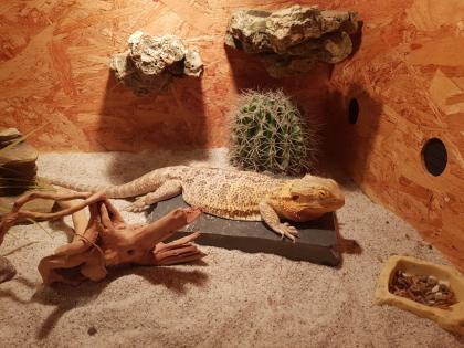 Bartagame männlich 8 J. mit Terrarium und Einrichtung