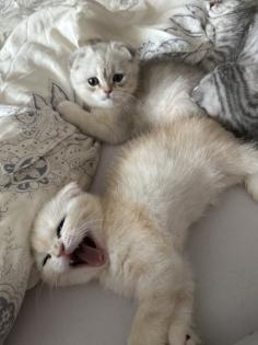 Britisch Kurzhaar Katzen