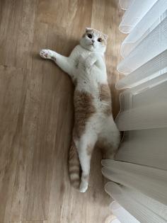 Scottish Fold Kater