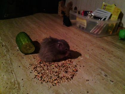 Junge Hamster