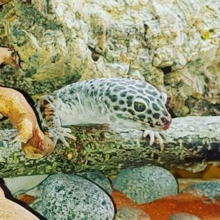 2 Leopardgecko Weibchen mit Terrarium