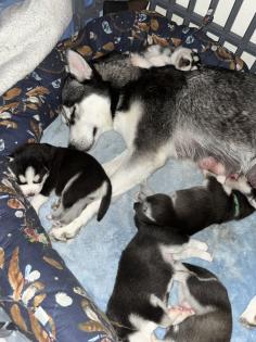 Sibirien Husky Welpen