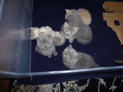 Reinrassige süße Britisch-Kurzhaar Kitten warten auf Dich