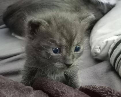 Türkisch van Kitten mix