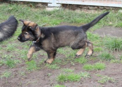 Obiwan Rüde Welpe Altdeutscher Schäferhund DDR Linien