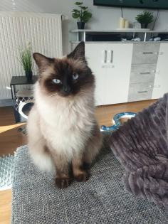 Ragdoll/Heilige Birma Kitten