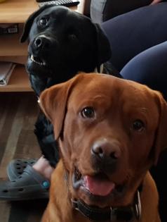 Labradorwelpen suchen ein Zuhause