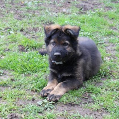 Obiwan Rüde Welpe Altdeutscher Schäferhund DDR Linien