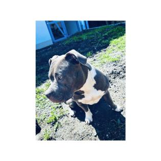 American Bully Hündin.