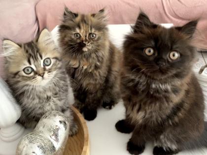 Perser Kitten Kätzchen geimpft abgabebereit