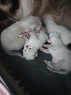 Ragdoll/Heilige Birma Kitten
