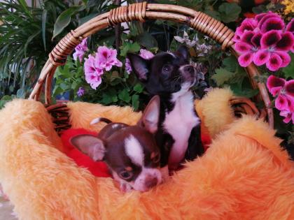Süße Chihuahua-Welpen