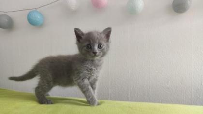 Sibirische Katzen Mix Welpen Kätzchen
