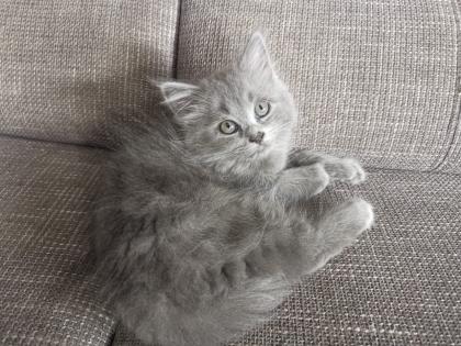 Chinchilla Perser Katze