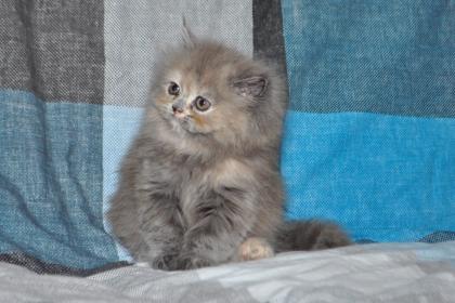 Reinrassige Perser Blau Crem Katze