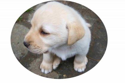 NUR NOCH 3 BLONDE LABRADOR WELPEN ABZUGEBEN COTTBUS