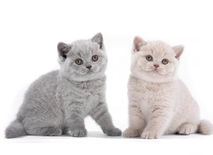 BKH kitten reinrassig blue Britisch Kurzhaar