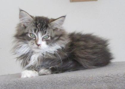 Maine Coon Kätzchen - 2 Kater 1 Kätzchen