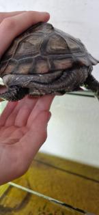 Chinesische Dreikielschildkröte