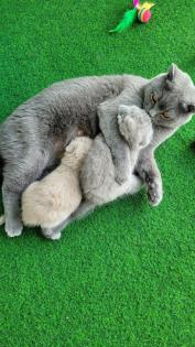 Britisch kurzhaar Kitten