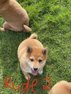 3 Süße Shiba Inu Welpen
