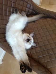 Kleine wunderschöne Kater mit türkisen Augen