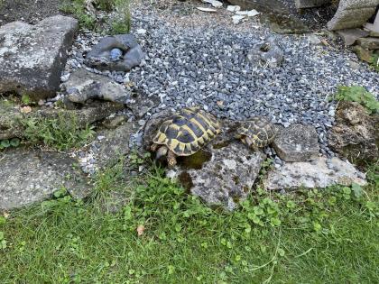 Zwei Eier legende griechische Landschildkröten abzugeben