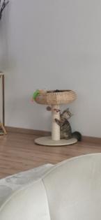 BKH Kitten männlich