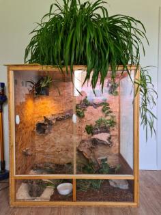 Kornnatter mit Terrarium viel Zubehör zu verkaufen.