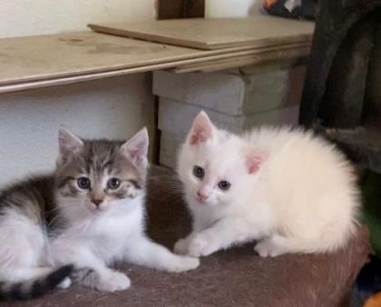 Süße Bauernhofkitten zu verkaufen