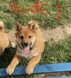 3 Süße Shiba Inu Welpen