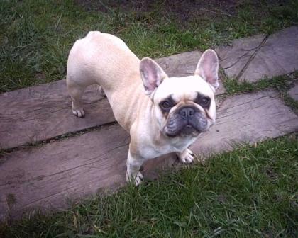 Französisch Bulldog Welpen Deckrüde aus Cottbus