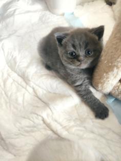 Britisch Kurzhaar Kitten BKH Kitten