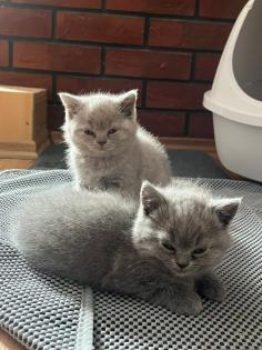 2 BKH Kitten an liebevolle Hände abzugeben