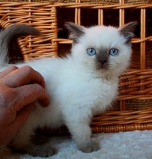 Britisch Kurzhaar Katzenbaby in chocolate point abzugeben