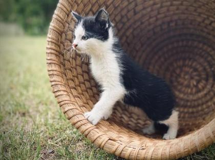 Kitten Bildhübsche Kätzchen