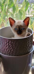 Kitten Süße Thai - Kitten alter Typ