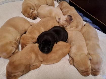 Süsse reinrassige Labradorwelpen