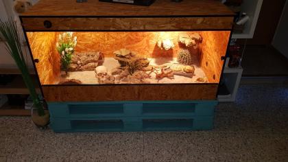 Bartagame männlich 8 J. mit Terrarium und Einrichtung