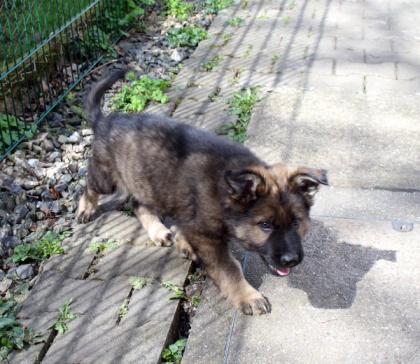 Rüden Welpen Altdeutscher Schäferhund DDR Linien
