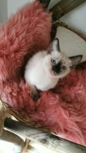 SIAM KITTEN seal point ab August auszugsbereit