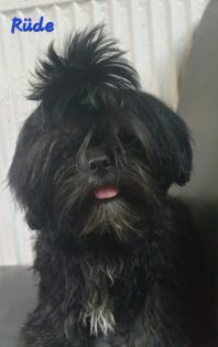Shih Tzu-Pekingnese Welpe LETZTER RÜDE