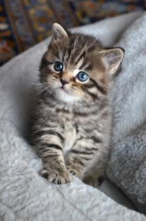 Wunderschöne reinrassige BKH Kitten Whiskas Tabby