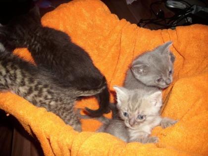 Wunderschöne BKH-Bengalen-Kitten in den tollen Farben